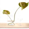 florero rectangular grande plantas